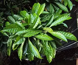 Leaves