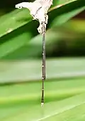 male from above