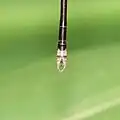 close-up of appendages from above