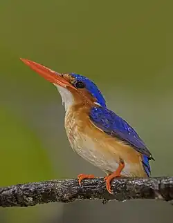 C. c. nais, Principe island São Tomé and Príncipe