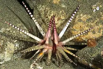 Prionocidaris baculosa, from Philippines