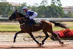 a dark bay horse with tail flying, the rider standing in the stirrups