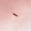 Dark proplyd 132-1832 in the Orion Nebula, from Hubble Space Telescope