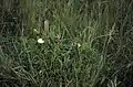 Protea afra
