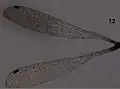 Wings (male)