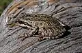 Brown color variant