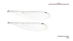 Male wings