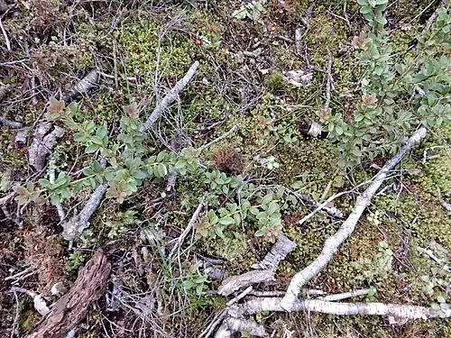 Growth habit