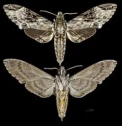 Psilogramma