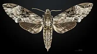 Male, dorsal view