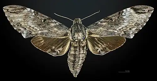 Female, dorsal view
