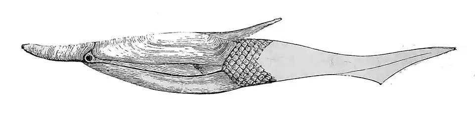 Pteraspis rostrata