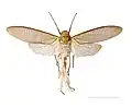 Phenacinae: Pterodictya reticularis