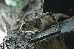 Brown squirrel