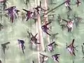 The angelfish (Pterophyllum scalare) has long been commercially bred for the aquarium trade.