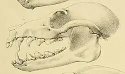 Drawing of bat skull