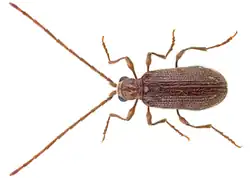 Ptinus fur male