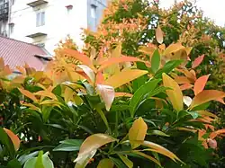 Yellow young leaves