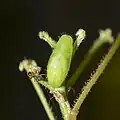 Pupa
