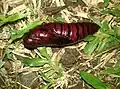 Chrysalis