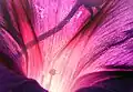 Purple I. purpurea close-up