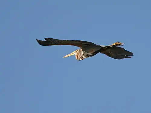 A purple heron in flight (South Africa).