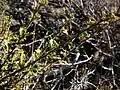 P. tridentata, Lava Beds National Monument