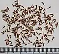 Seeds