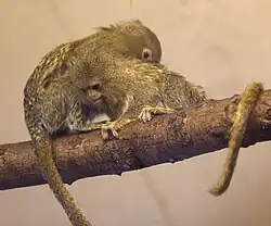 Brown monkeys