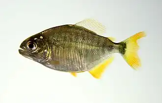Juvenile
