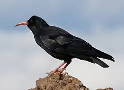 Adult of subspecies P.&nbsp;p. barbarus on La Palma, Canary Islands
