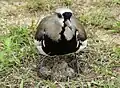 Nesting V. c. lampronotus threatening photographer. Note spurs protruding from wrists.