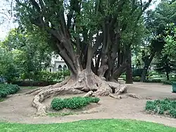 Quinta Vergara