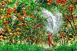 Quýt hồng Lai Vung is a specialty citrus fruit harvested near Lunar New Year