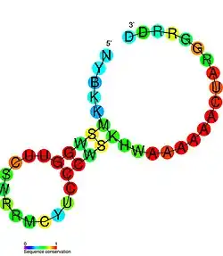 PreQ1 riboswitch: Secondary structure for the riboswitch marked up by sequence conservation. Family RF00522.