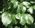 'Schuurhoek' leaves
