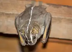 Brown bat