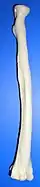 Radial tuberosity below neck.