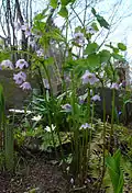 Ranzania japonica growing in a shade garden in Sweden