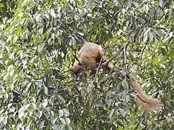Brown squirrel