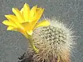 Rebutia minuscula var. minuscula (syn. R.&nbsp;chrysacantha) – form with yellow flower