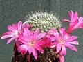 Rebutia minuscula var. minuscula (syn. R.&nbsp;senilis) – form with rose flower