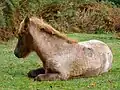 New Forest strawberry roan foal