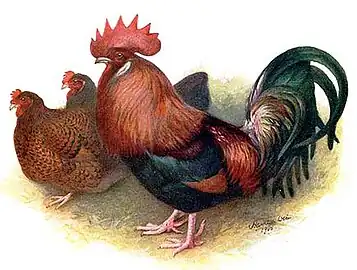 Red Dorkings