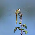 Immature male