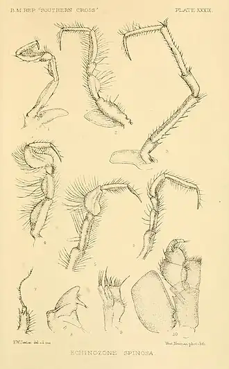 Report on the collections of natural history made in the Antarctic regions during the voyage of the "Southern Cross." (Plate XXXIX) (8596939003)