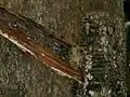 Mimicking Hevea tree bark