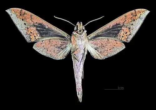 Ventral view