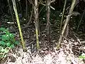 Sheathed and exposed stems