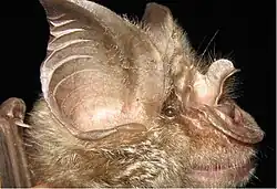 Brown bat head